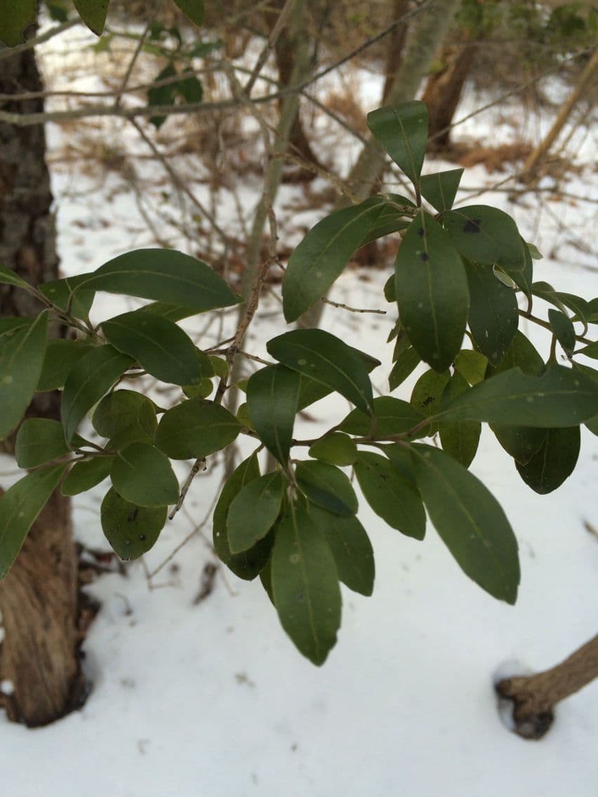 Ilex glabra 14