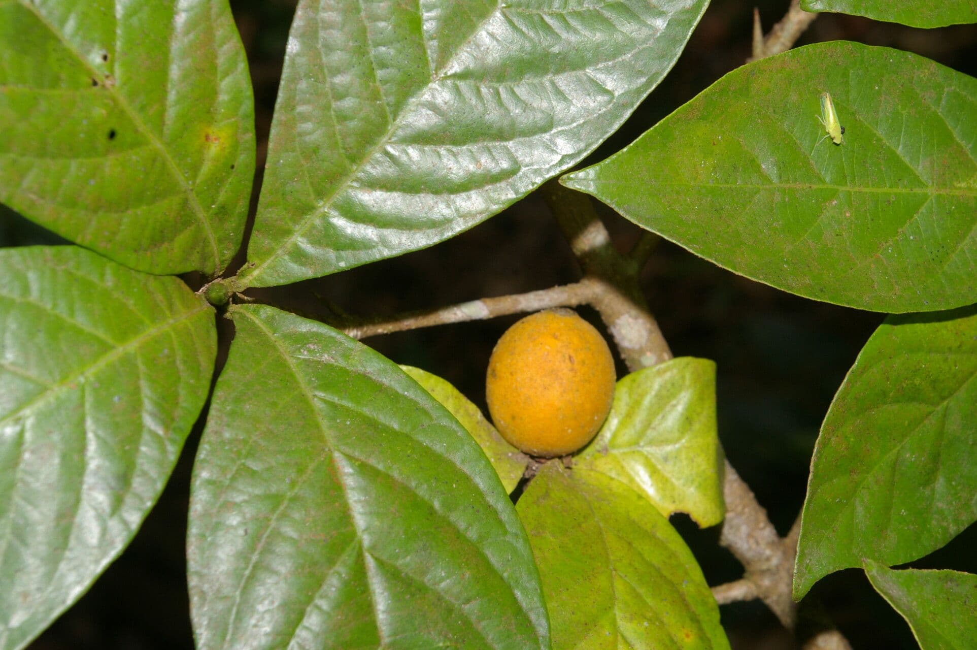Randia spinosa 3