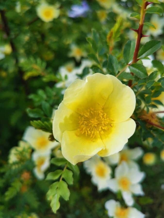 Rosa gialla 4