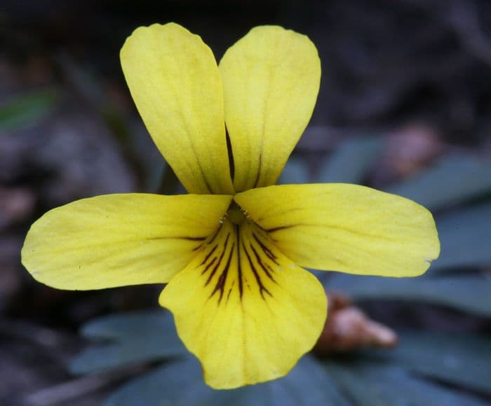 Viola di Shelton 3