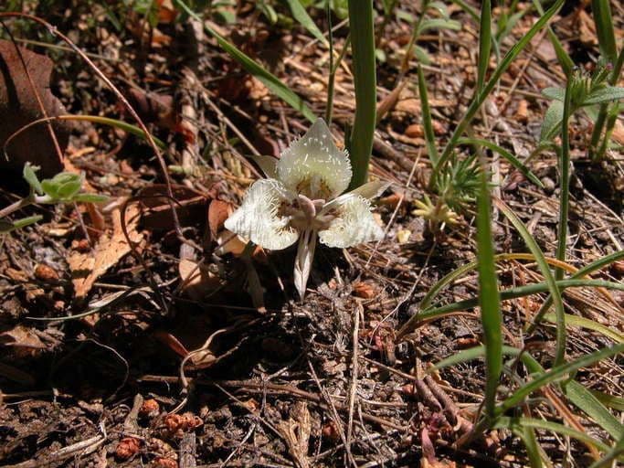 Calochortus
