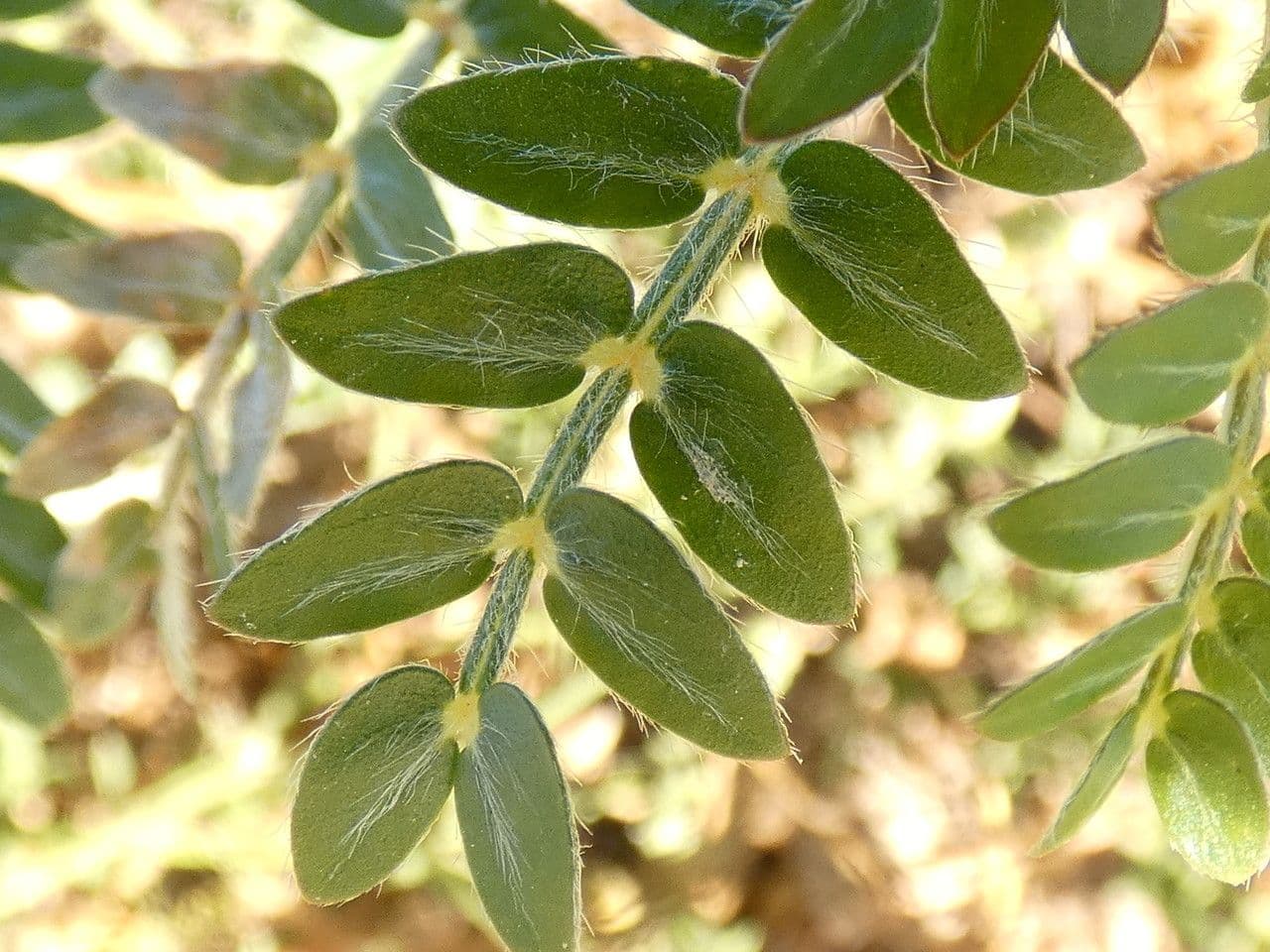 Tribolo comune 20
