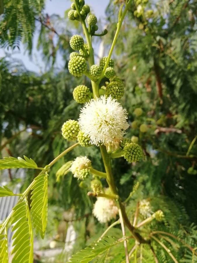 Leucaena 7