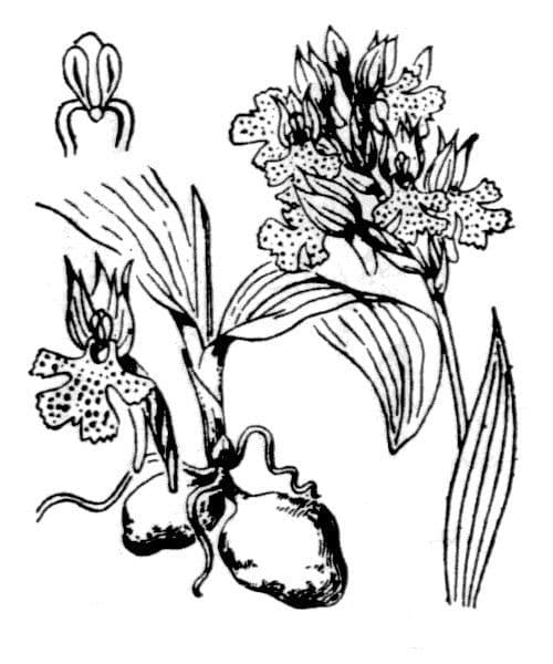 Orquídea tridentada 19