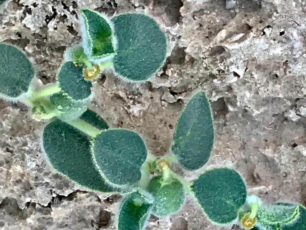 Petiolate Spurge 13