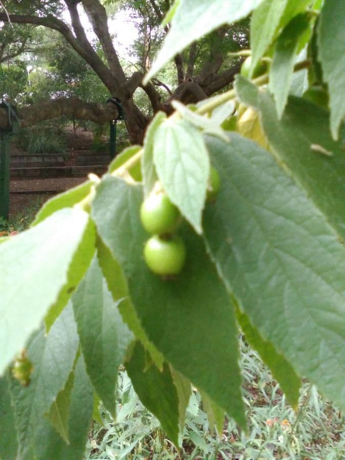 Muntingia