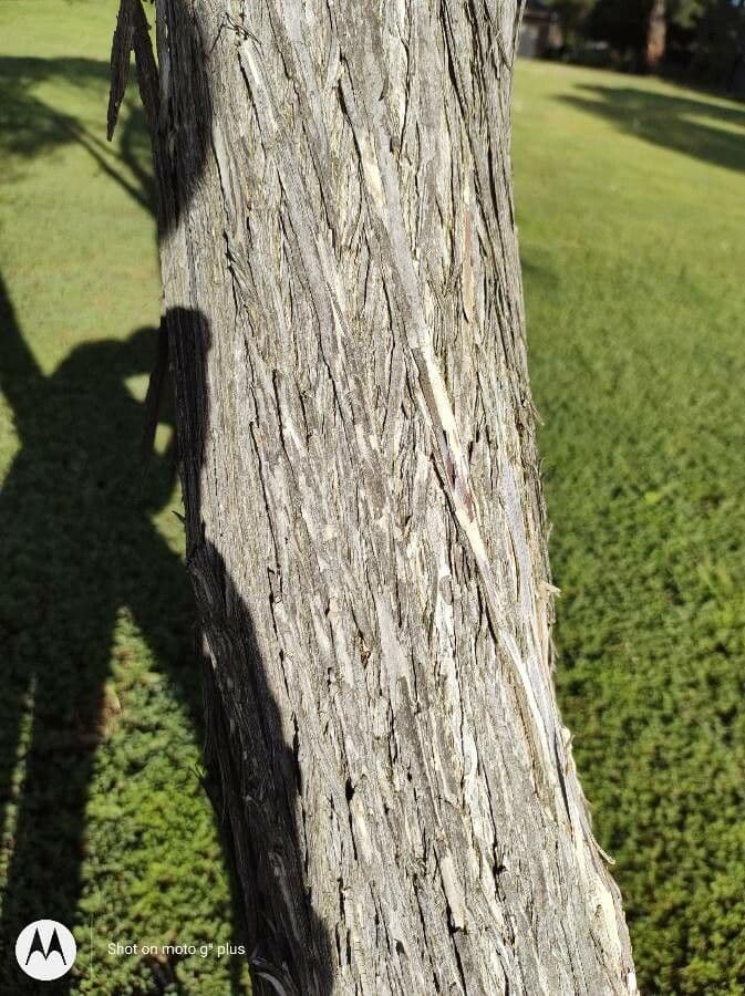 Teebaum 21