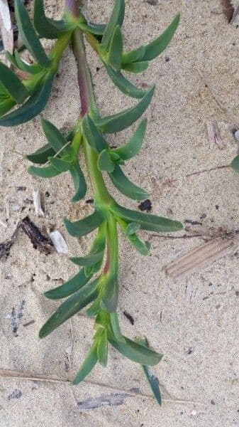 Fico degli Ottentotti 29