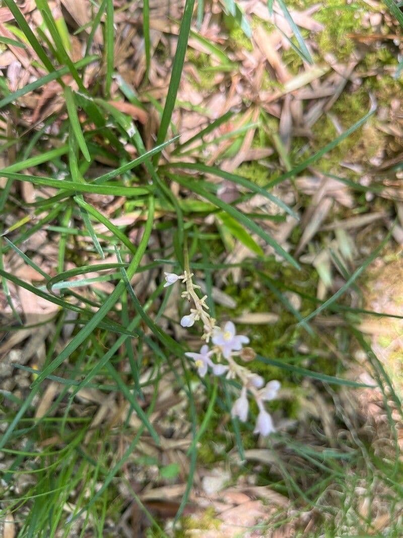 Liriope graminifolia 2