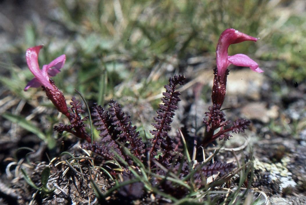Pedicularis kerneri 6