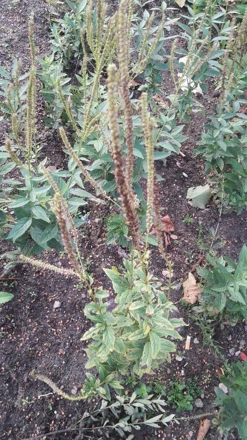 Veronica virginica 2