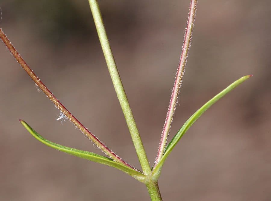 Penstemon esile