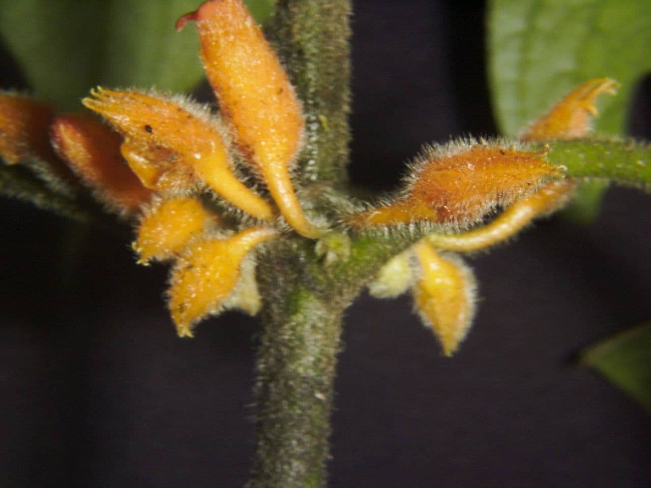 Besleria