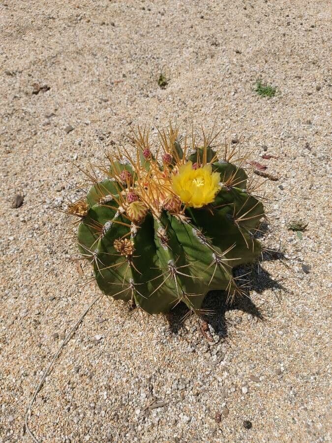Cactus barile di Schwarz