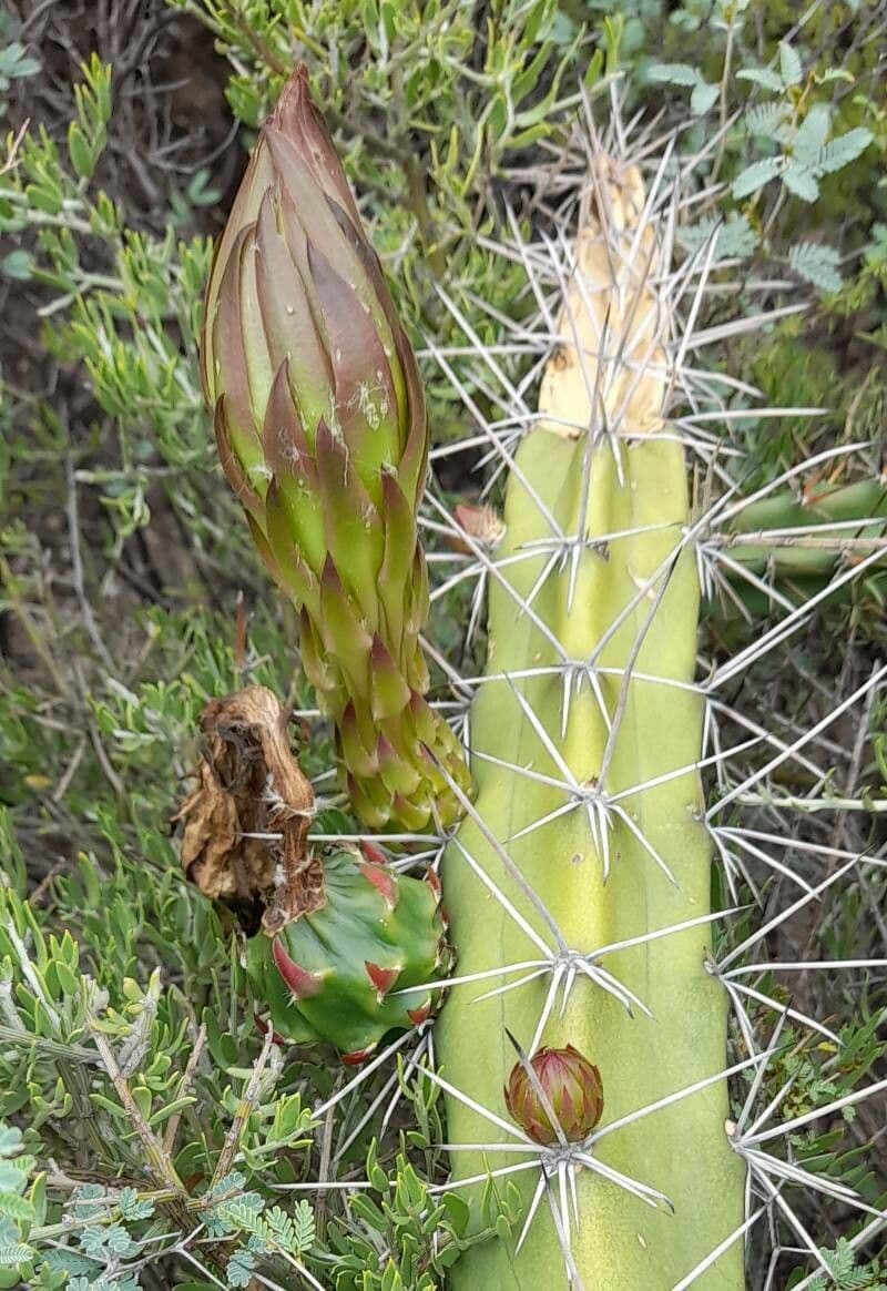 Apfelkaktus 2