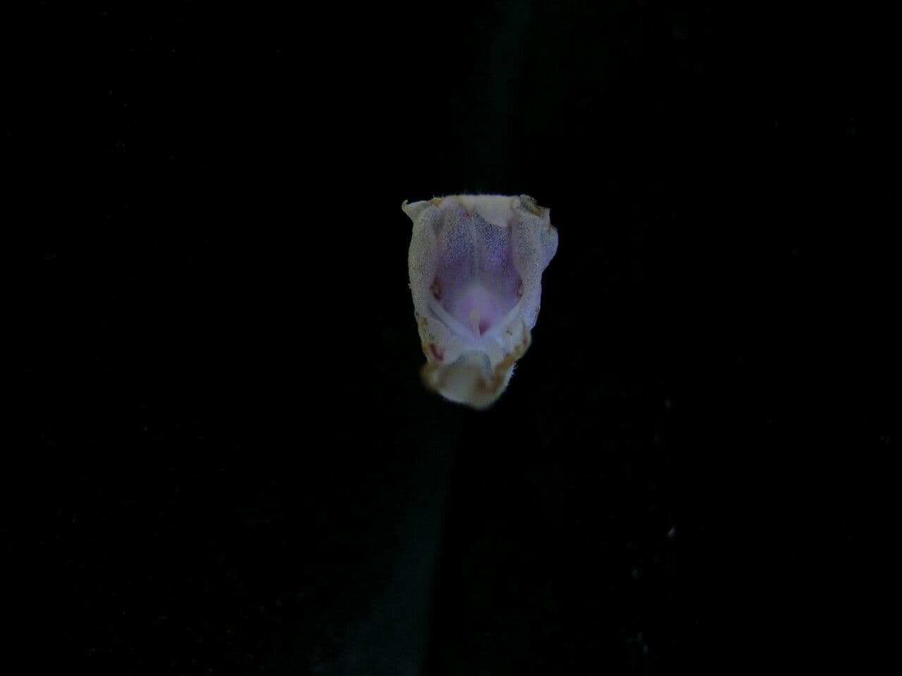 Orthosiphon 2