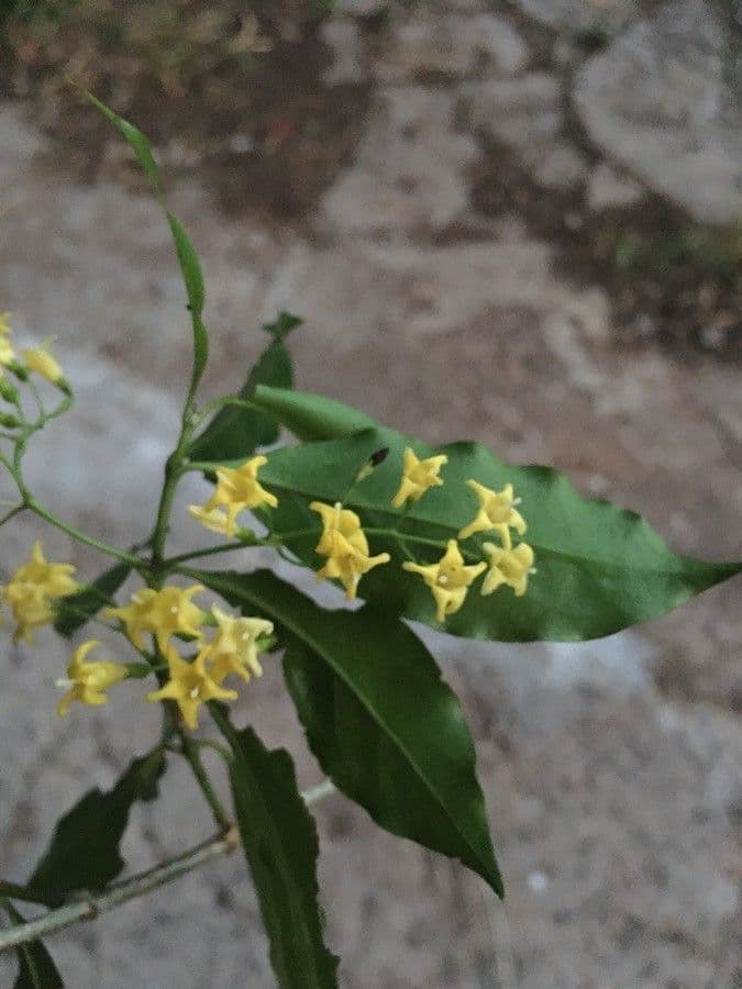 Chiococca alba 10