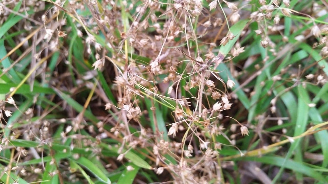 Luzula acuminata 6