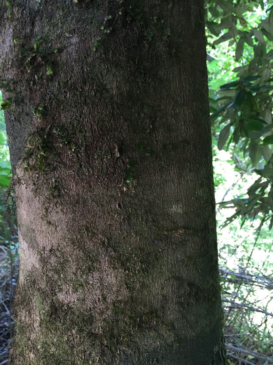 Aextoxicon punctatum 16