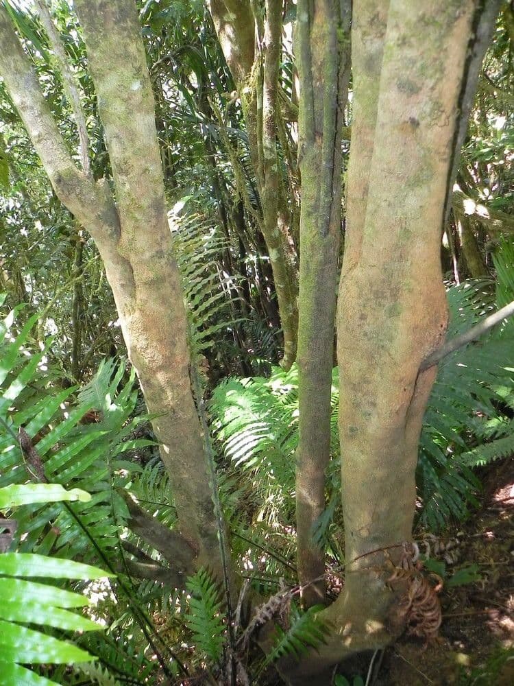 Amborella 16