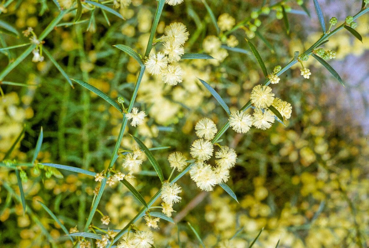 Acacia genistifolia
