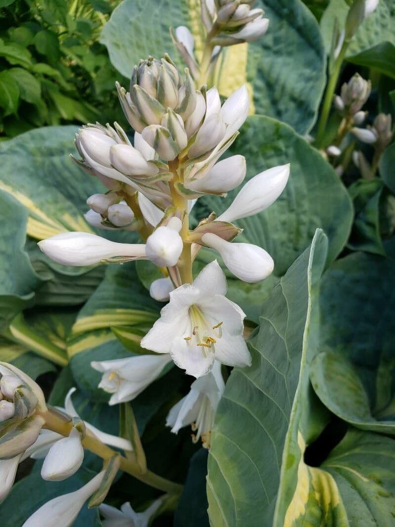 Hosta 7
