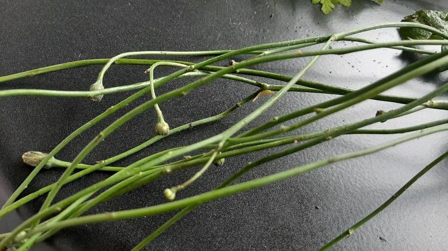 Radicchiella autunnale 22
