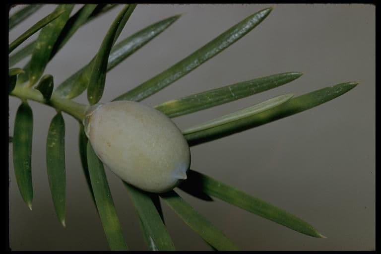 Torreya della California 3