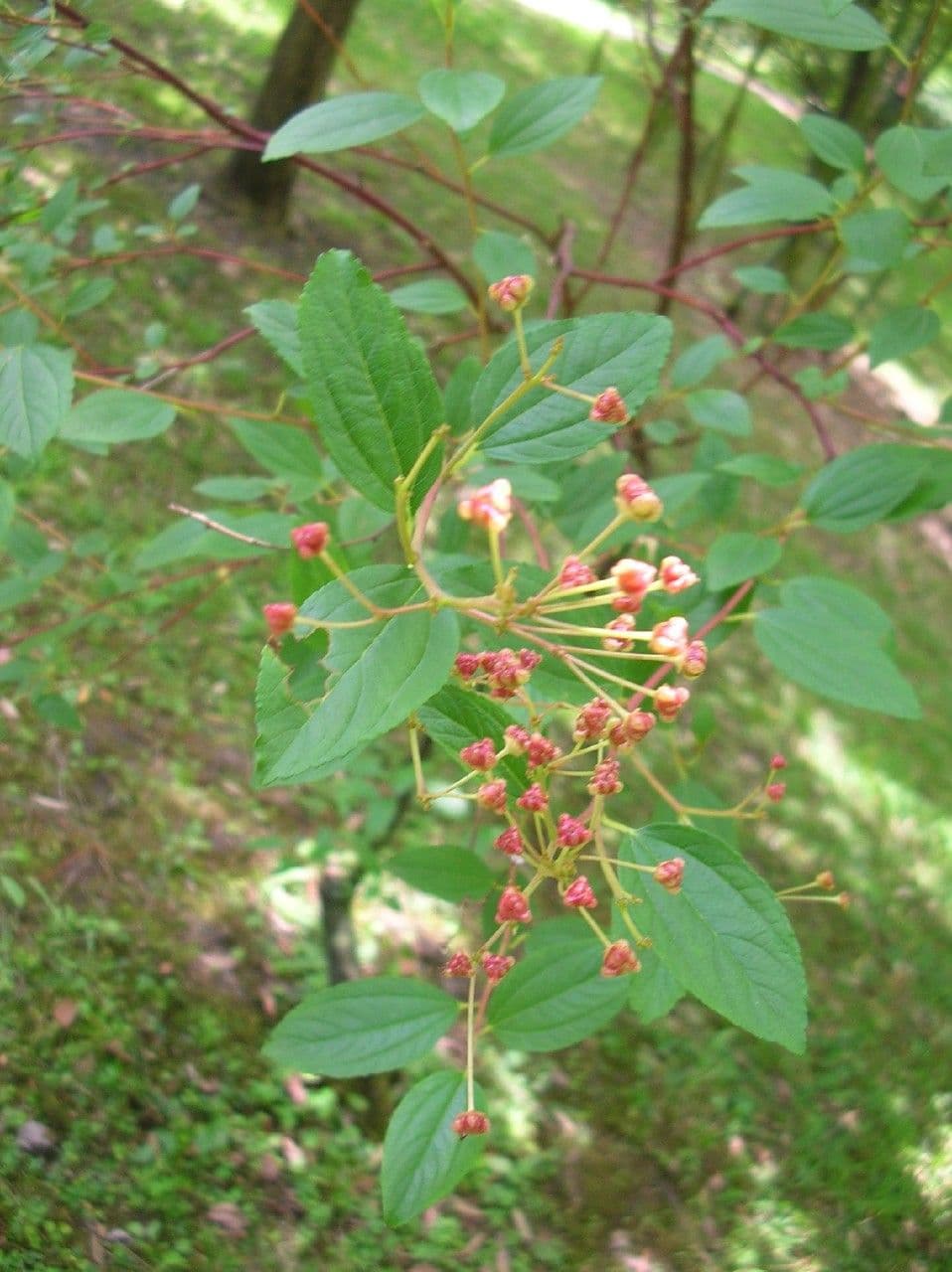 Ceanoto 2