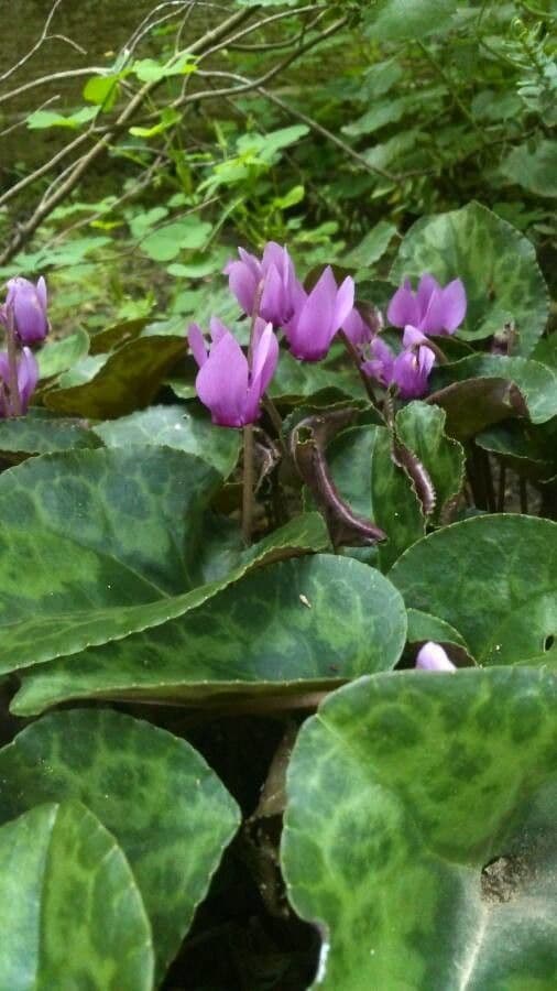 Ciclamino primaverile 8