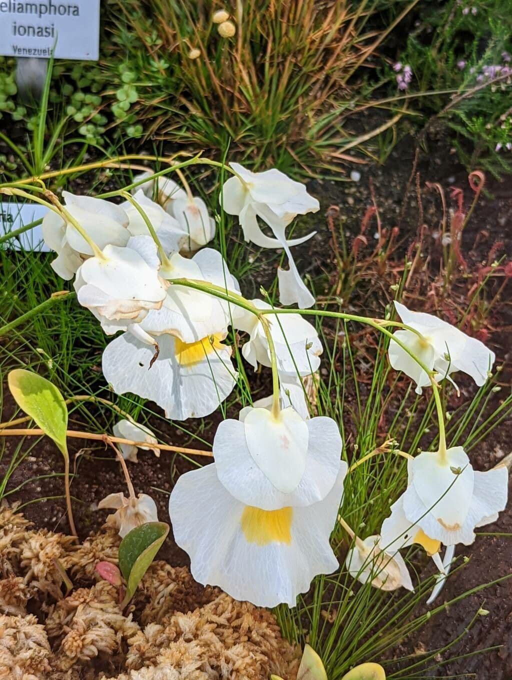 Utricularia 4