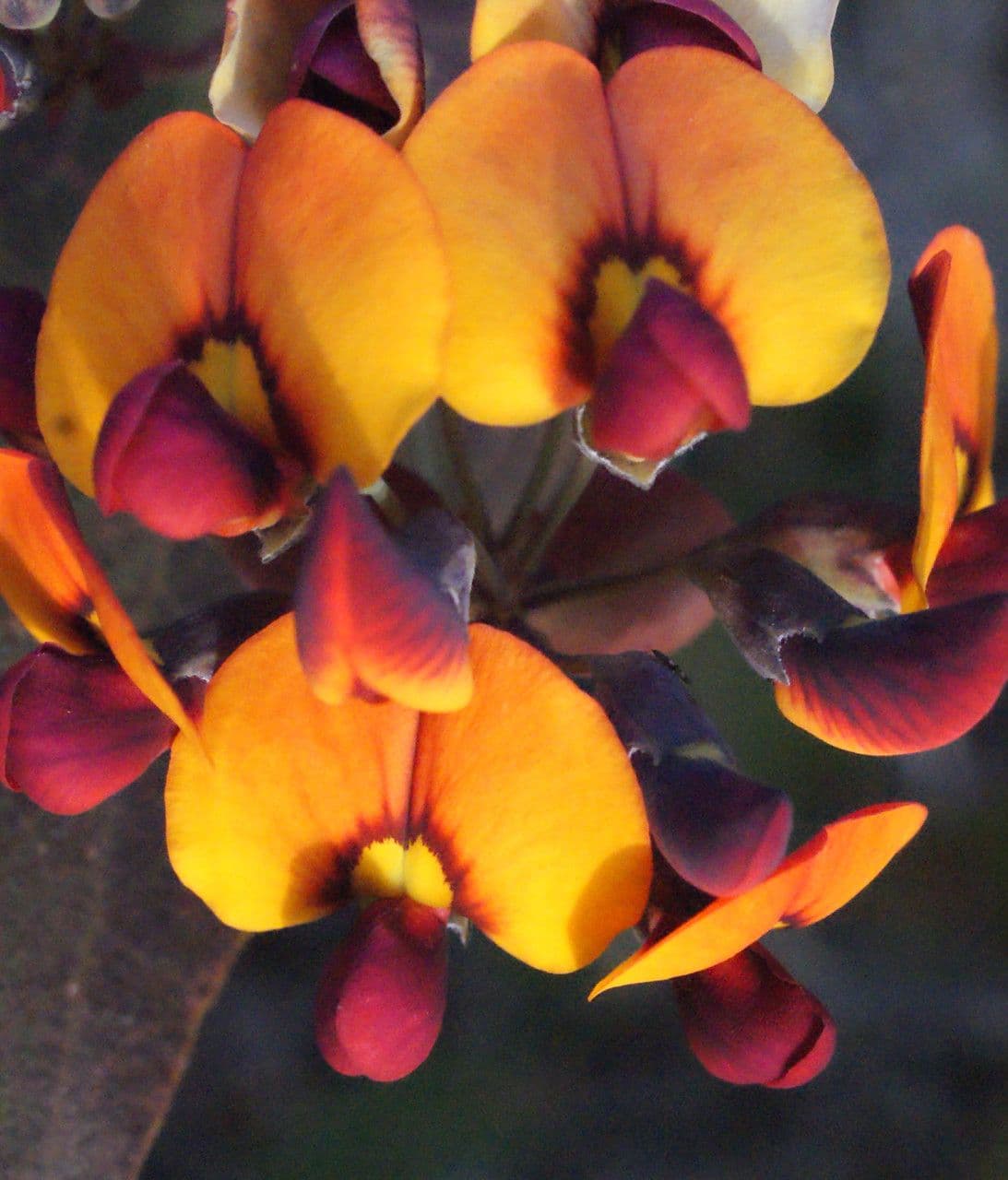Daviesia cordata 5