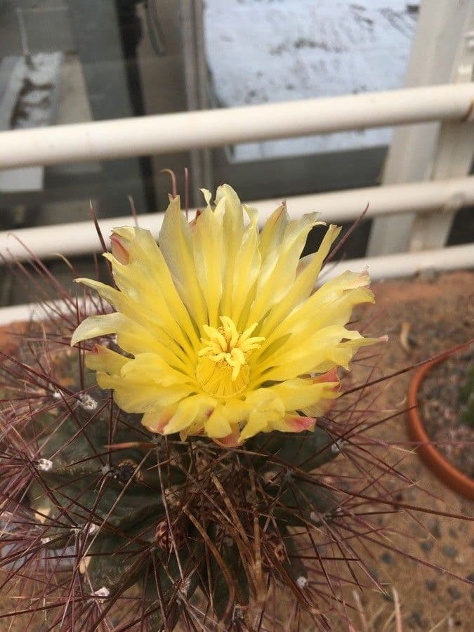 Cactus barile uncinato 5
