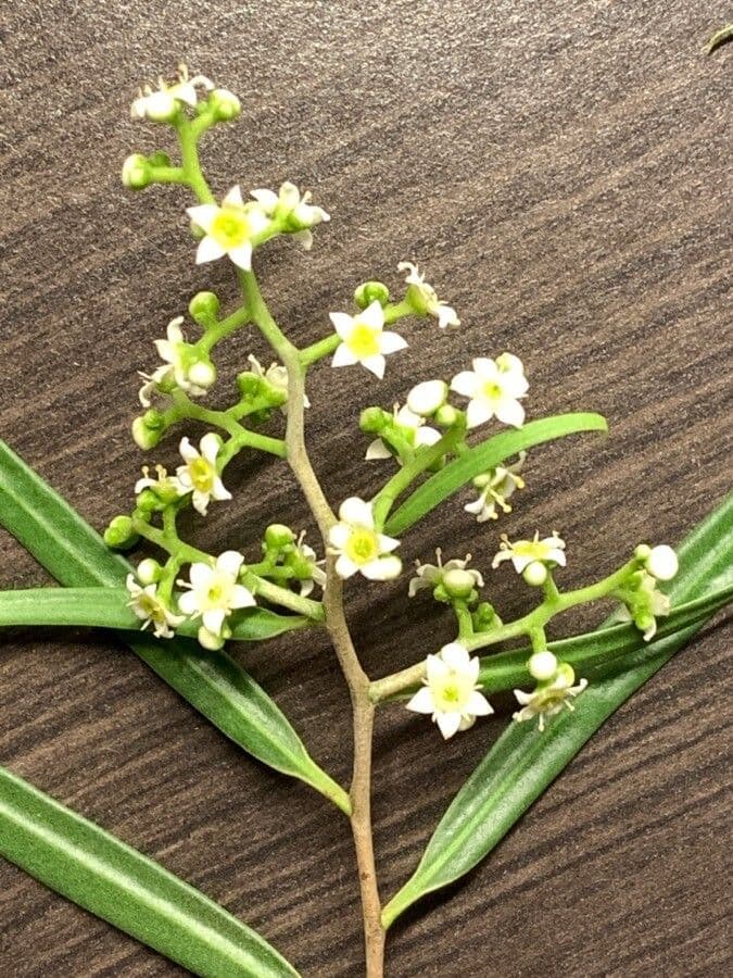 Geijera parviflora 3