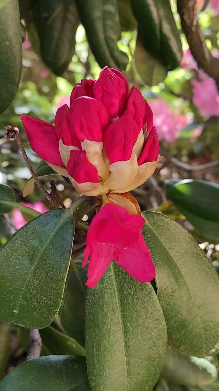 Rhododendron 25