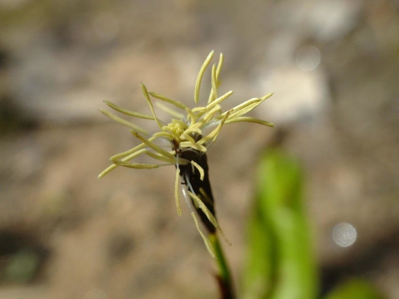 Plantainleaf sedge 4