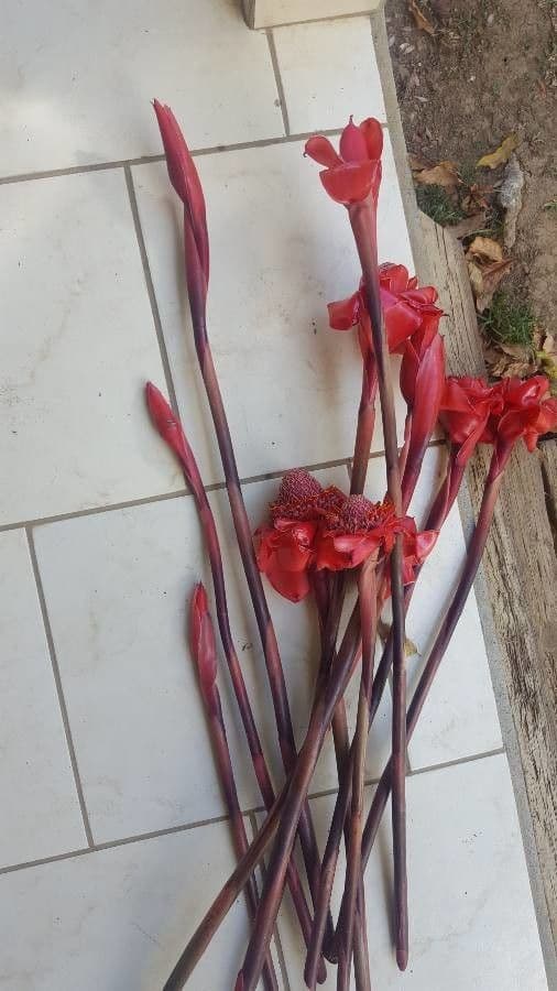 Fleur de cire philippine 28