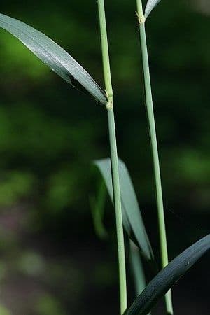 Cinna arundinacea 11