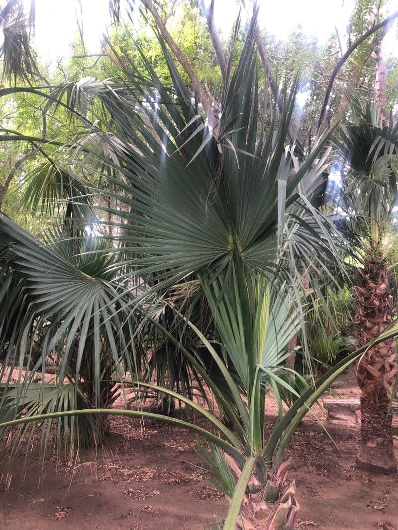 Palm competitive 4