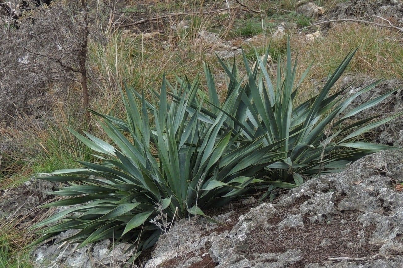 Fels-Yucca 8