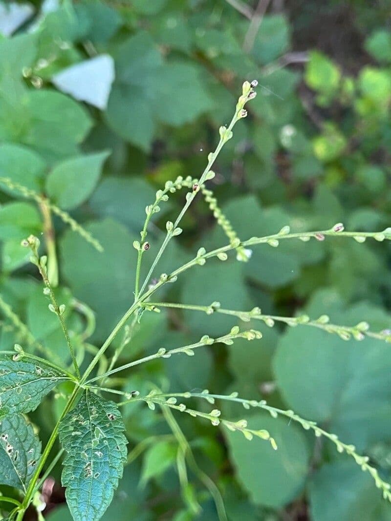 Verbena orticifolia 2