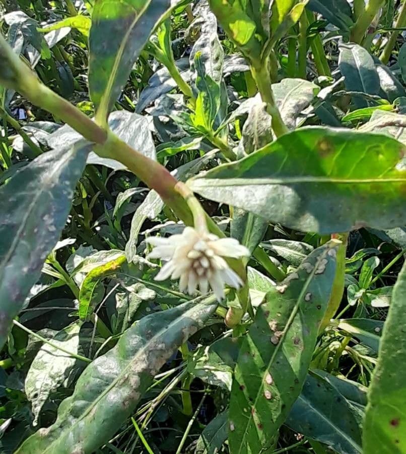 Erba alligatore 5
