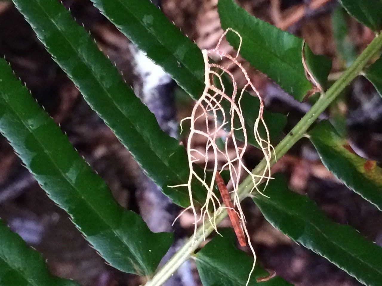 Polystic à épées 6