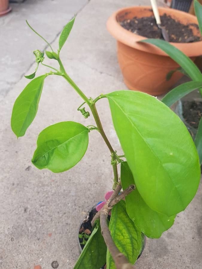 Passiflora 13