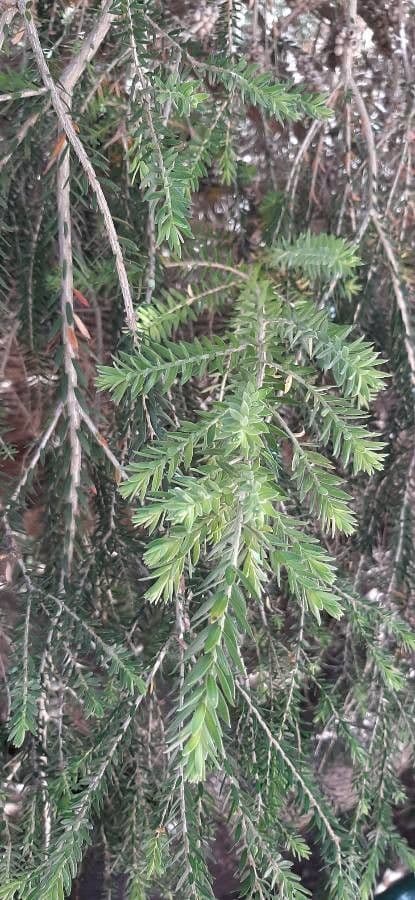 Melaleuca 8