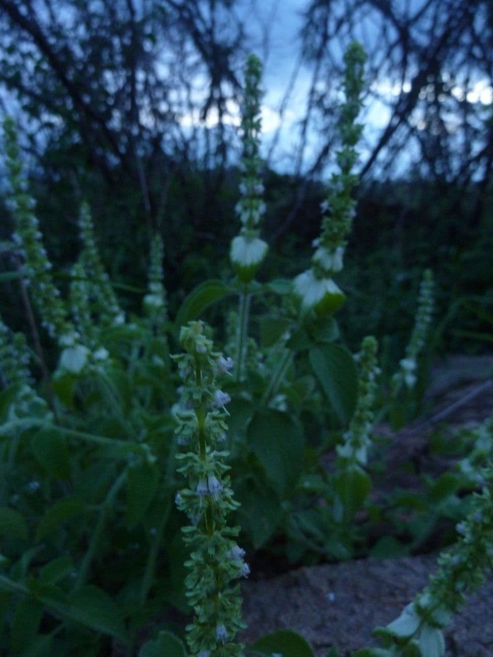 Platostoma 7
