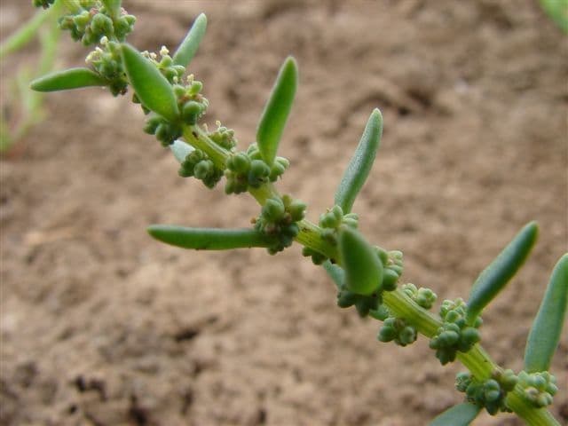 Suaeda marittima 8