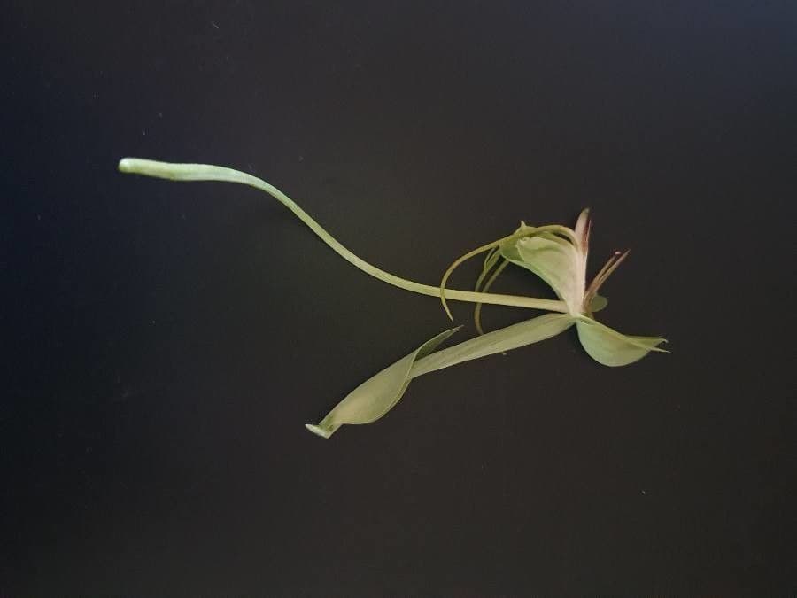 Bonatea 9