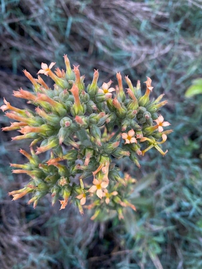 Kalanchoe 2