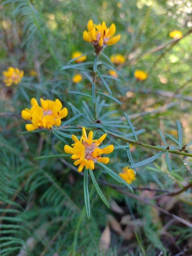 Pultenaea